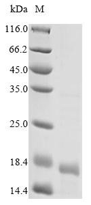 Recombinant Human Interleukin-15 (IL15), Homo sapiens (Human), Yeast, N-terminal 6xHis-tagged, 14.3kDa, purity >95% as determined by SDS-PAGE.
