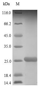 Recombinant Human Interleukin-18 (IL18)