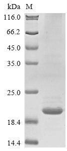 Recombinant Human Interleukin-31 (IL31), Homo sapiens (Human), Baculovirus, N-terminal 10xHis-tagged and C-terminal Myc-tagged, 19.7kDa, purity >85% as determined by SDS-PAGE.