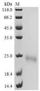 Recombinant Human Interleukin-5 (IL5)