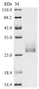 Recombinant Human Interleukin-6 (IL6), Biotinylated, Homo sapiens (Human), Mammalian cell, N-terminal Avi-tagged, 24.3kDa, purity >90% as determined by SDS-PAGE.