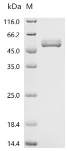 Recombinant Human Interleukin-6 (IL6), Homo sapiens (Human), Mammalian cell, N-terminal hFc-tagged, 46.9kDa, purity >95% as determined by SDS-PAGE.