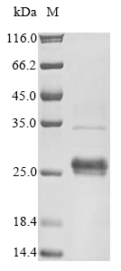 Recombinant Human Iron-sulfur cluster assembly enzyme ISCU, mitochondrial (ISCU)