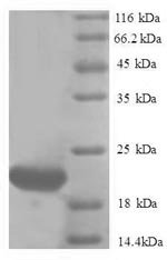Recombinant Human Ubiquitin-like protein ISG15 (Isg15), Homo sapiens (Human), E.coli, N-terminal 6xHis-tagged, 21.3kDa, purity >90% as determined by SDS-PAGE.