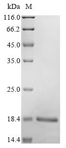 Recombinant Human Ubiquitin-like protein ISG15 (ISG15), Homo sapiens (Human), Yeast, N-terminal 6xHis-tagged, 18.5kDa, purity >90% as determined by SDS-PAGE.