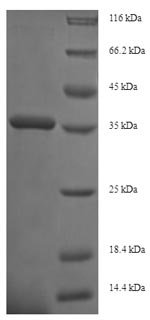 Recombinant Human Integrin alpha-2 (ITGA2), partial