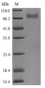 Recombinant Human Killer cell immunoglobulin-like receptor 2DS3 (KIR2DS3), partial