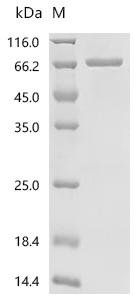 Recombinant Human Kelch-like protein 12 (KLHL12), Homo sapiens (Human), E.coli, N-terminal 10xHis-tagged and C-terminal Myc-tagged, 70.7kDa, purity >90% as determined by SDS-PAGE.