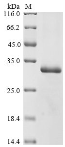 Recombinant Human Kallikrein-7 (KLK7), partial