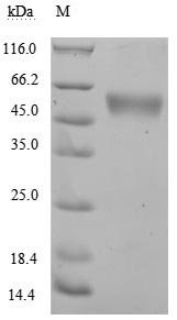 Recombinant Human NKG2-D type II integral membrane protein (KLRK1), partial (Active), Homo sapiens (Human), Mammalian cell, C-terminal hFc1-tagged, 43.6kDa, purity >90% as determined by SDS-PAGE.