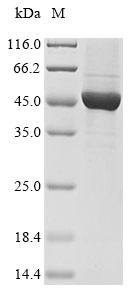 Recombinant Human Keratin, type I cytoskeletal 18 (KRT18), Homo sapiens (Human), Mammalian cell, N-terminal 10xHis-tagged, 50.8kDa, purity >90% as determined by SDS-PAGE.