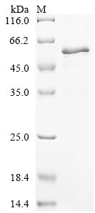 Recombinant Human Keratin, type I cuticular Ha2 (KRT32)