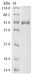 Recombinant Human Lipopolysaccharide-binding protein (LBP), partial