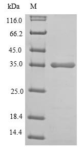 Recombinant Human L-lactate dehydrogenase A chain (LDHA), partial, Homo sapiens (Human), E.coli, Tag-Free, 35.1kDa, purity >85% as determined by SDS-PAGE.