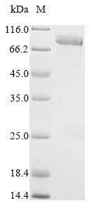Recombinant Human Lactoperoxidase (LPO)