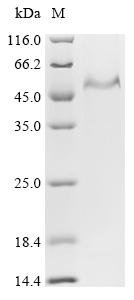 Recombinant Human Prolow-density lipoprotein receptor-related protein 1 (LRP1), partial
