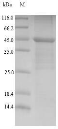 Recombinant Human Lymphocyte antigen 96 (LY96), partial, Homo sapiens (Human), E.coli, N-terminal 10xHis-GST-tagged and C-terminal Myc-tagged, 46.7kDa, purity >90% as determined by SDS-PAGE.