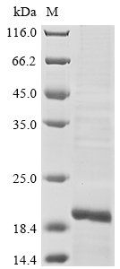 Recombinant Human Lymphocyte antigen 96 (LY96) (R56G)
