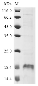 Recombinant Human Microtubule-associated proteins 1A/1B light chain 3B (MAP1LC3B), Homo sapiens (Human), Yeast, N-terminal 6xHis-tagged, 15.2kDa, purity >90% as determined by SDS-PAGE.