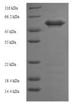 Recombinant Human Dual specificity mitogen-activated protein kinase kinase 3 (MAP2K3)