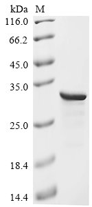 Recombinant Human Protein max (MAX)