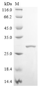Recombinant Human Protein max (MAX), Homo sapiens (Human), E.coli, N-terminal 10xHis-tagged, 24.2kDa, purity >90% as determined by SDS-PAGE.