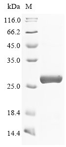 Recombinant Human Membrane-bound transcription factor site-1 protease (MBTPS1), partial, Homo sapiens (Human), E.coli, N-terminal 6xHis-tagged, 27.8kDa, purity >90% as determined by SDS-PAGE.