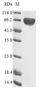 Recombinant Human Hepatocyte growth factor receptor (MET), partial