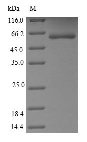 Recombinant Human Hepatocyte growth factor receptor (MET) (N375S), partial, Homo sapiens (Human), E.coli, N-terminal 6xHis-tagged, 63.4kDa, purity >85% as determined by SDS-PAGE.