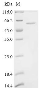 Recombinant Human Methyltransferase-like protein 17, mitochondrial (METTL17), Homo sapiens (Human), E.coli, C-terminal 6xHis-tagged, 55.6kDa, purity >90% as determined by SDS-PAGE.