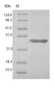 Recombinant Human Microfibrillar-associated protein 5 (MFAP5)