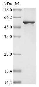 Recombinant Human Alpha-1,6-mannosyl-glycoprotein 2-beta-N-acetylglucosaminyltransferase (MGAT2), partial