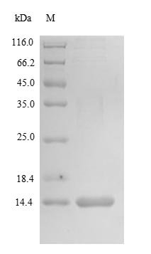Recombinant Human Matrix Gla protein (MGP)