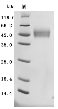 Recombinant Human MHC class I polypeptide-related sequence B (MICB), partial (Active), Homo sapiens (Human), Mammalian cell, C-terminal 10xHis-tagged, 34.2kDa, purity >95% as determined by SDS-PAGE.