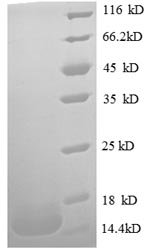 Recombinant Human Macrophage migration inhibitory factor (MIF), Homo sapiens (Human), E.coli, N-terminal 6xHis-tagged, 16.3kDa, purity >90% as determined by SDS-PAGE.