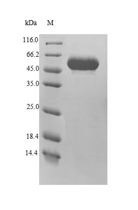 Recombinant human Multiple inositol polyphosphate phosphatase 1 (MINPP1)