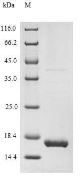Recombinant Human Melanoma antigen recognized by T-cells 1 (MLANA), Homo sapiens (Human), Yeast, N-terminal 6xHis-tagged, 15.2kDa, purity >90% as determined by SDS-PAGE.