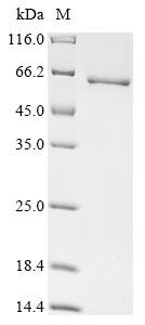 Recombinant Human MORC family CW-type zinc finger protein 4 (MORC4), partial, Homo sapiens (Human), E.coli, N-terminal 10xHis-tagged and C-terminal Myc-tagged, 57.2kDa, purity >90% as determined by SDS-PAGE.