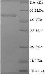 Recombinant Human Thrombopoietin receptor (MPL), partial