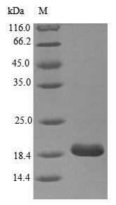 Recombinant Human Myelin protein P0 (MPZ), partial