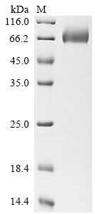 Recombinant Human Mesothelin (MSLN), partial, Biotinylated, Homo sapiens (Human), Mammalian cell, N-terminal hFc-Avi-tagged, 61.4kDa, purity >90% as determined by SDS-PAGE.
