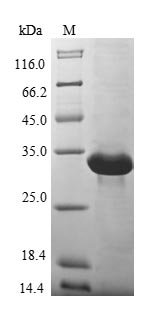 Recombinant Human Metallothionein-3 (MT3)