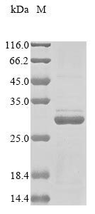Recombinant Human Humanin (MT-RNR2), Homo sapiens (Human), E.coli, N-terminal GST-tagged, 29.4kDa, purity >85% as determined by SDS-PAGE.