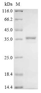Recombinant Human Humanin-like 8 (MTRNR2L8)