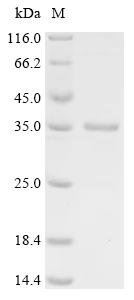 Recombinant Human E3 ubiquitin-protein ligase MYCBP2 (MYCBP2), partial, Homo sapiens (Human), E.coli, C-terminal 6xHis-tagged, 36.3kDa, purity >90% as determined by SDS-PAGE.