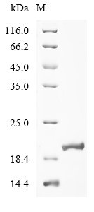 Recombinant Human Myosin-7 (MYH7), partial