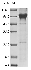 Recombinant Human Inactive N-acetylated-alpha-linked acidic dipeptidase-like protein 2 (NAALADL2), partial