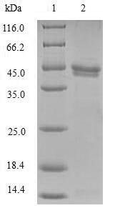 Recombinant Human Nuclear cap-binding protein subunit 2 (NCBP2), Homo sapiens (Human), E.coli, N-terminal GST-tagged, 44.9kDa, purity >90% as determined by SDS-PAGE.