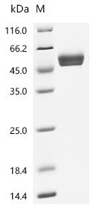 Recombinant Human Natural cytotoxicity triggering receptor 3 (NCR3), partial (Active), Homo sapiens (Human), Mammalian cell, C-terminal hFc1-tagged, 41.8kDa, purity >95% as determined by SDS-PAGE.