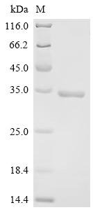 Recombinant Human Natural cytotoxicity triggering receptor 3 ligand 1 (NCR3LG1), partial